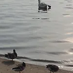 Laguna